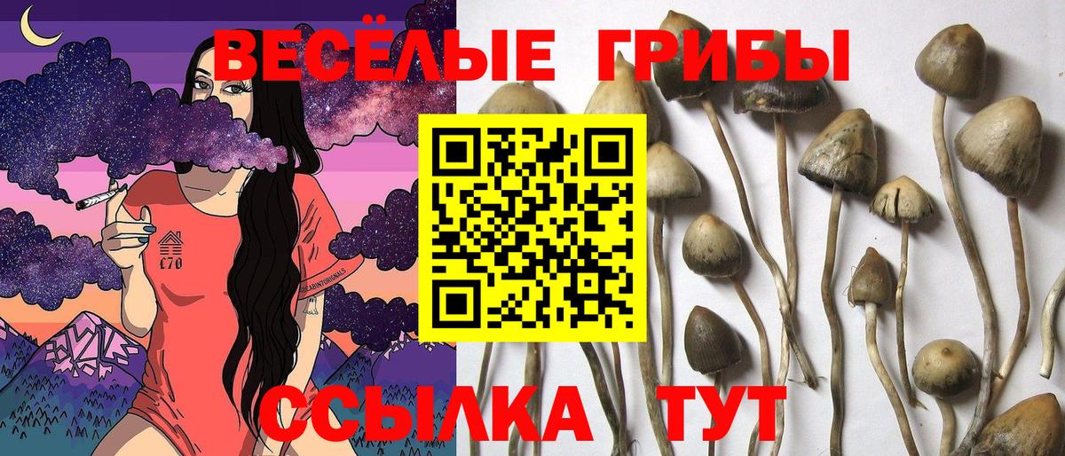 Керчь  Галлюциногенные грибы Psilocybine cubensis  Вход с VPN 